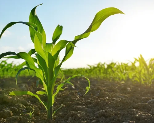 2024_agricultural-commodities-maize