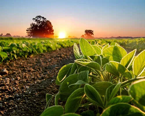 2024_agricultural-commodities-soya